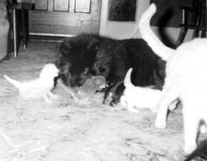 miki&kittens.JPG (10424 bytes)