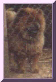 tamarackpufr.JPG (7624 bytes)