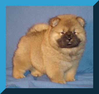 tolespupfr.JPG (12906 bytes)