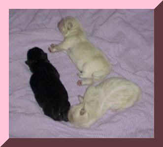 litter.JPG (11072 bytes)