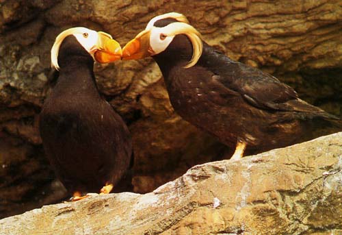  Kissing Puffins! Photo by Forinash of Newport