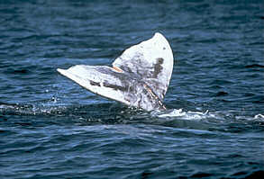  Photo of Graywhale, courtsey of Marine Discovery Tours, Newport