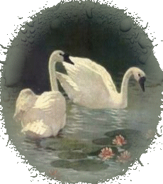 swans picture