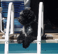 Helping Dad clean the pool.