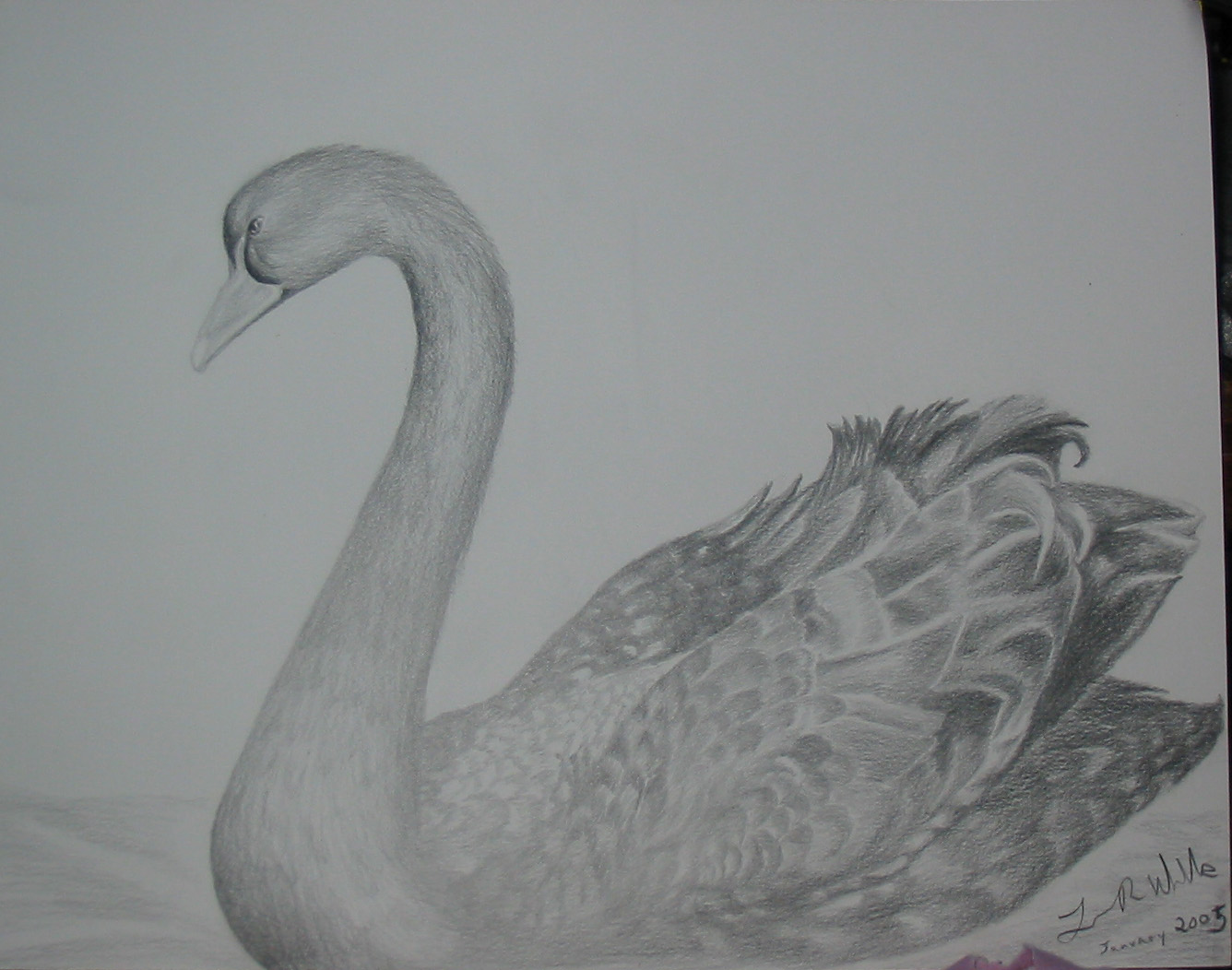 Swan_1-2005.jpg