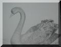 Swan_1-2005.jpg