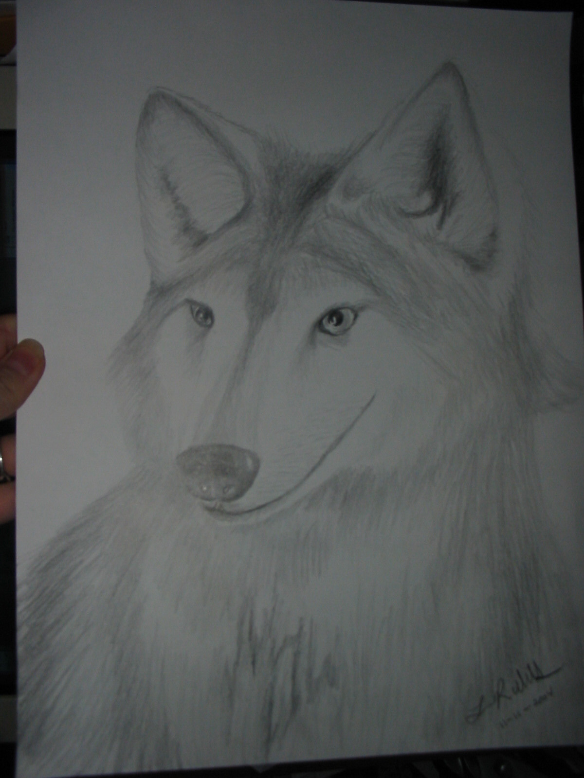 Wolf-portrait.jpg
