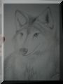 Wolf-portrait.jpg