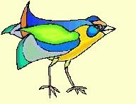 Bird colors