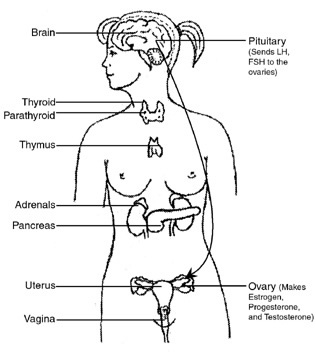 image of the body and hormones