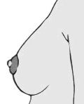 drawing of the 4th stage of breast development