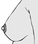 drawing of the 5th stage of breast development