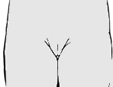drawing of the 1st stage of pubic hair