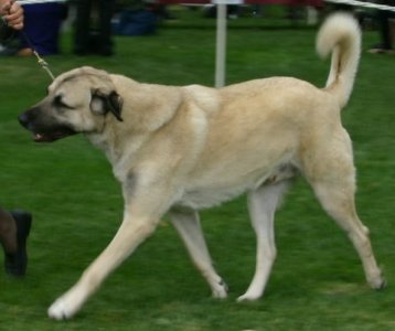 Struttin's some more