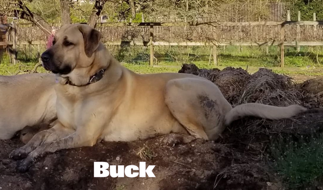 Buck