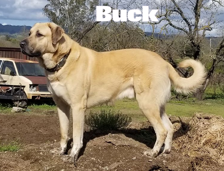Buck