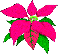 [Poinsettia]