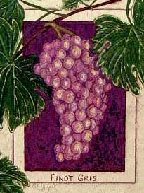 Pinot Gris