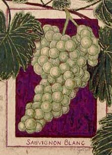 Sauvignon Blanc