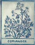 CorianderBlueSm