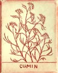 CuminBurgundySm
