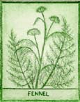 FennelGreenSm Etching