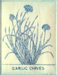 GarlicChivesBlueSm Etching