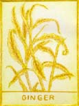 GingerYellowSm