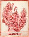 HorseradishRedSm Etching