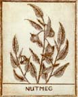 NutmegBrownSm