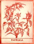 PaprikaRedSm