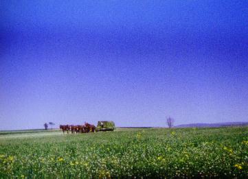 Amish on farm