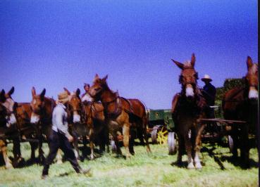 amish working on the farm 1