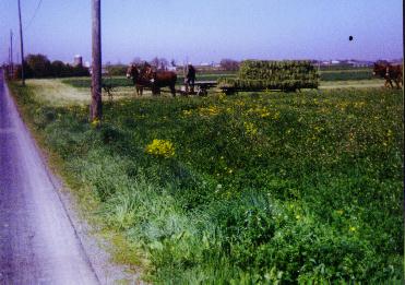 amish working on the farm 2