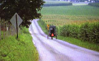 Amish Buggy