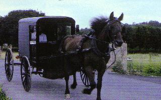 Amish Buggy 2