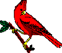 RedBirdR