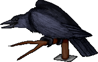 [Shelley's raven]