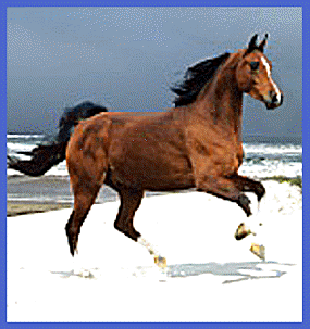 beautiful horse picture 2