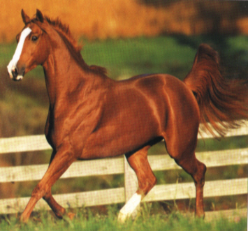 beautiful horse picture 17
