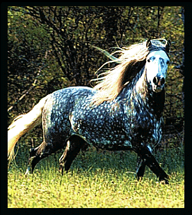 beautiful horse picture 5