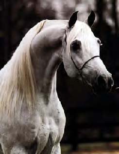 beautiful horse picture 16