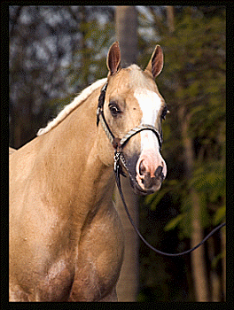 beautiful horse picture 4