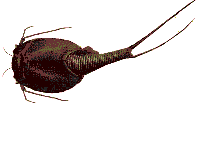 Triops, Living Fossil