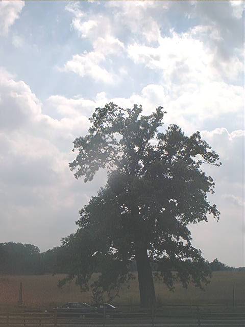 Swamp Oak