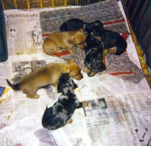 Puppies Feb 2004