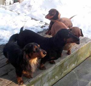 Our Dogs Winter 2002
