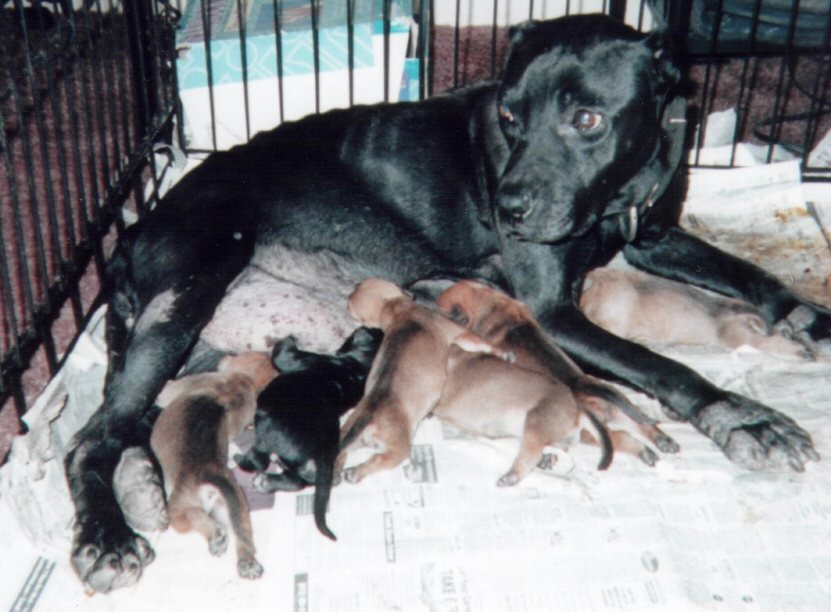 Trump's Midnight Girl