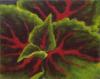 Coleus