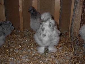 a daughter of Miranda